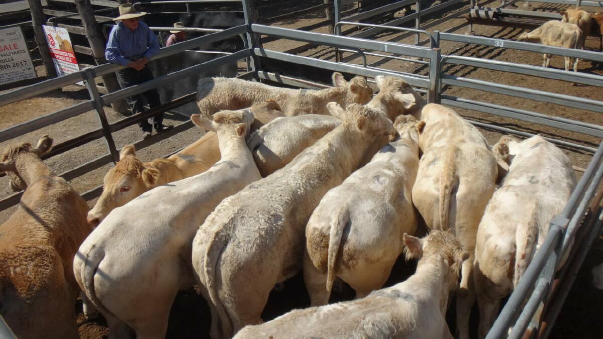 TOOGOOLAWAH: Tom Fogg, Linville, admiring his Charolais-cross steers that sold for $1310 at Shepherdson and Boyd sale on Friday. 