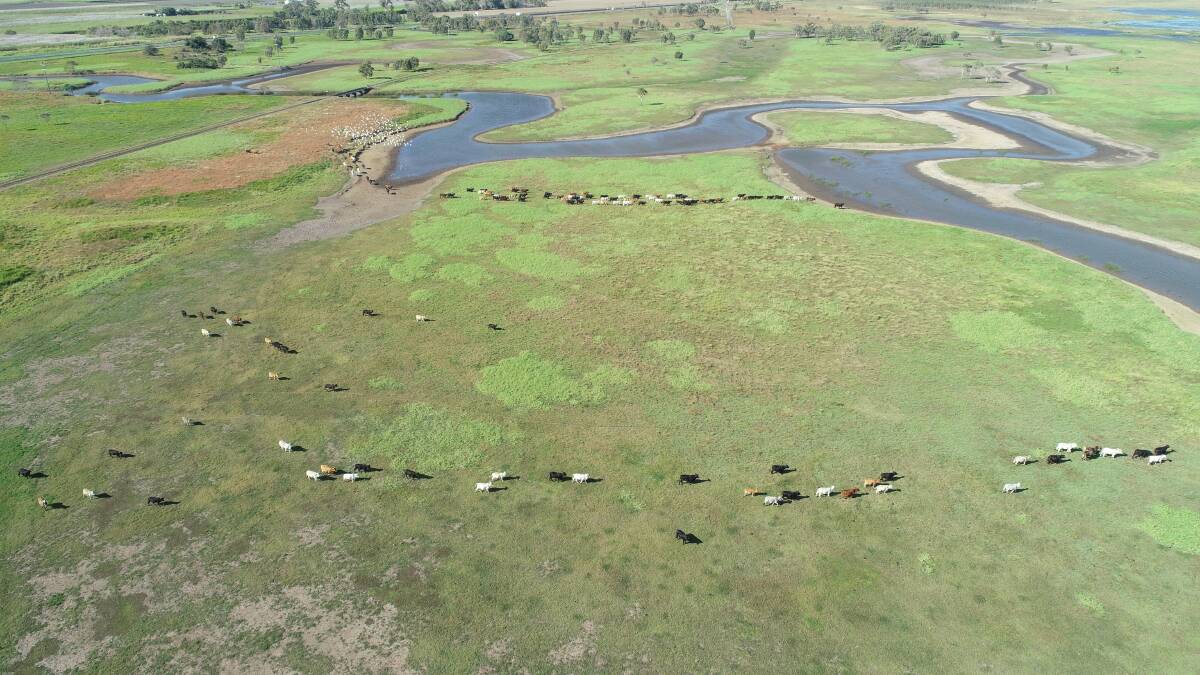 The quality 2772 hectare Proserpine farming and cattle property Yarraman Park is on the market through Elders Real Estate.
