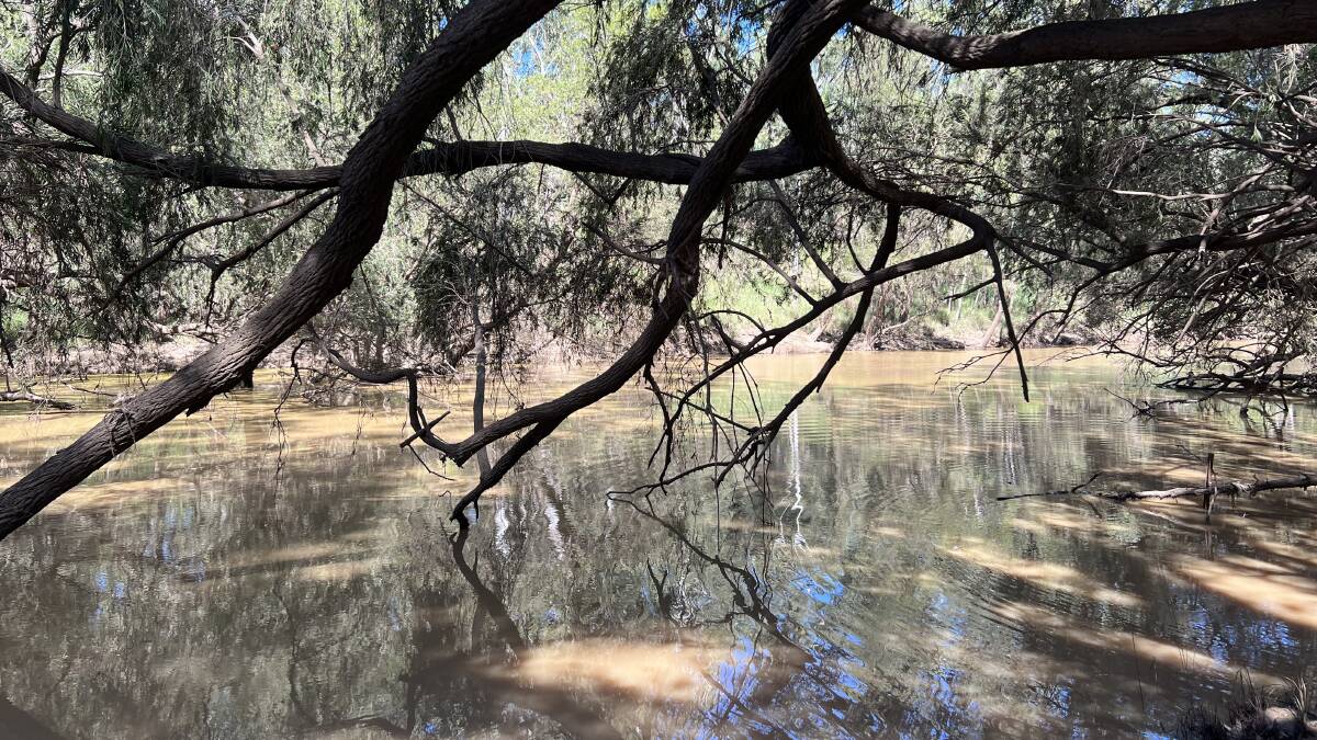 Moorlands is well watered by the permanent waterholes along the 4.5km frontage to Dogwood Creek.