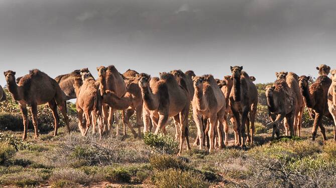 Feral camels on the move. Photo - Rick Nash and the Invasive Animals CRC.