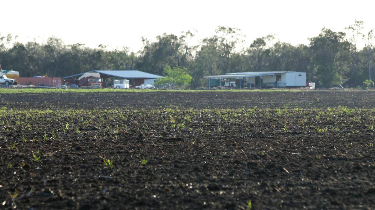 The 226 hectare Roma property Sylvia Downs will be auctioned by Ray White Rural on February 7.