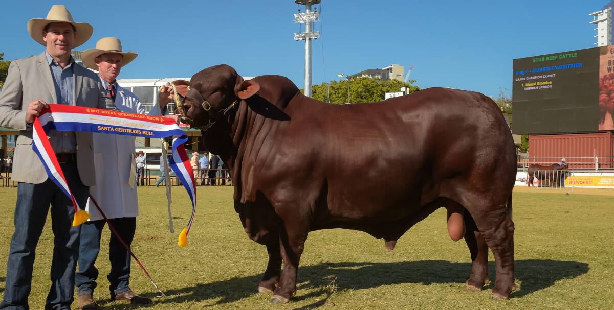 ALL BULL: Yarrawonga Fixer, the 30 month old Santa sensation of the 2017 Royal Queensland Show with exhibitor Andrew Bassingthwaighte, Yarrawonga Wallumbilla, and handler Brendan Emery.