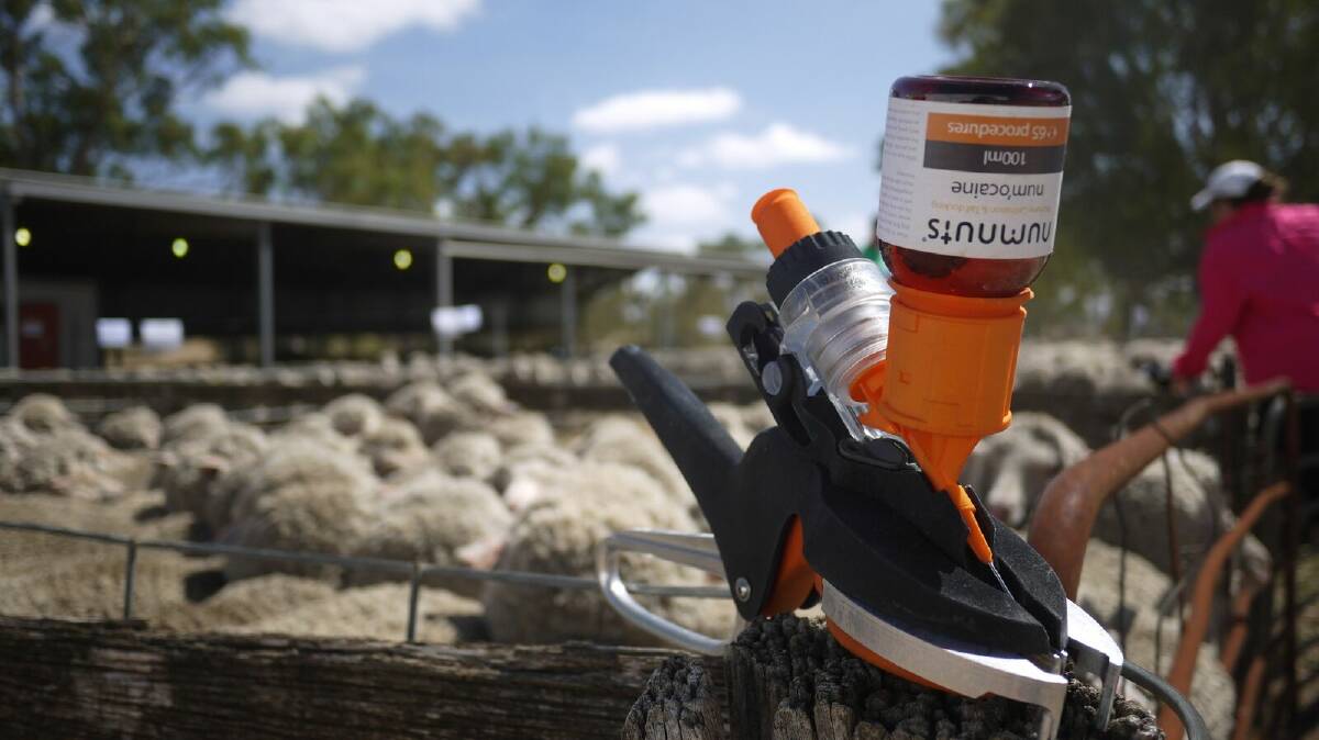 NUMNUTS: A new pain relief system for marking lambing lambs is on track for release in 2019. 