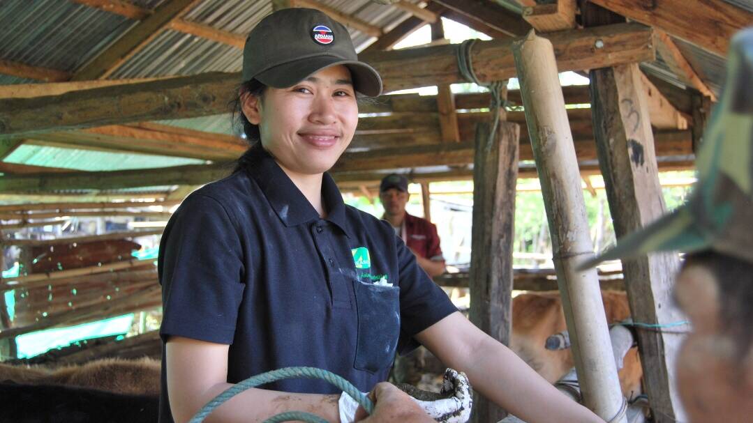 NEW SKILLS: Lao university student Ludsamee Bounmisai is gaining valuable practical experience handling livestock thanks to Australian assistance. 