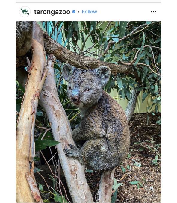 A singed koala treated with Tri-Solfen (the blue patches) at Taronga Park Zoo in Sydney.