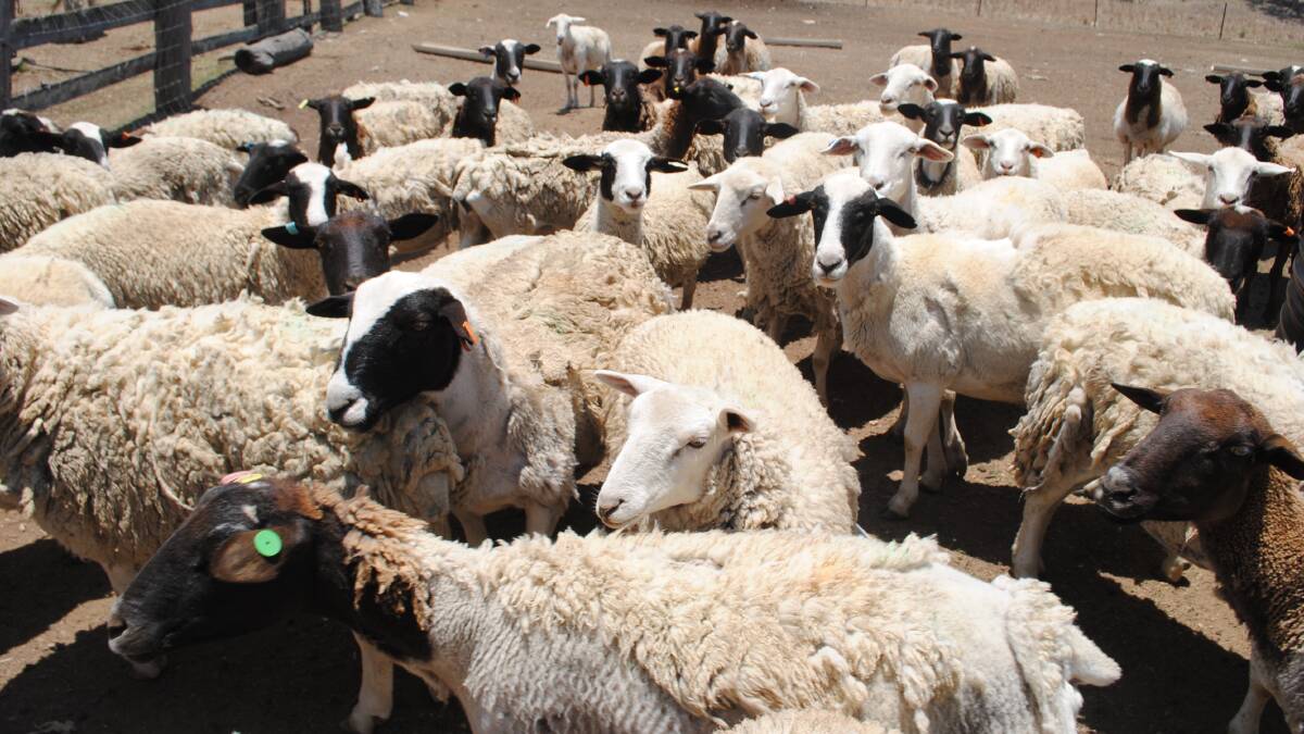 Dorper sheep provide a sound second income stream on Tulagi.