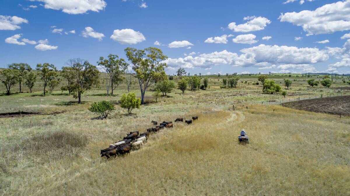 The 77 hectare (190 acre) Bell property Nelson Park will be auctioned by Ray White Rural in Brisbane on December 11. 