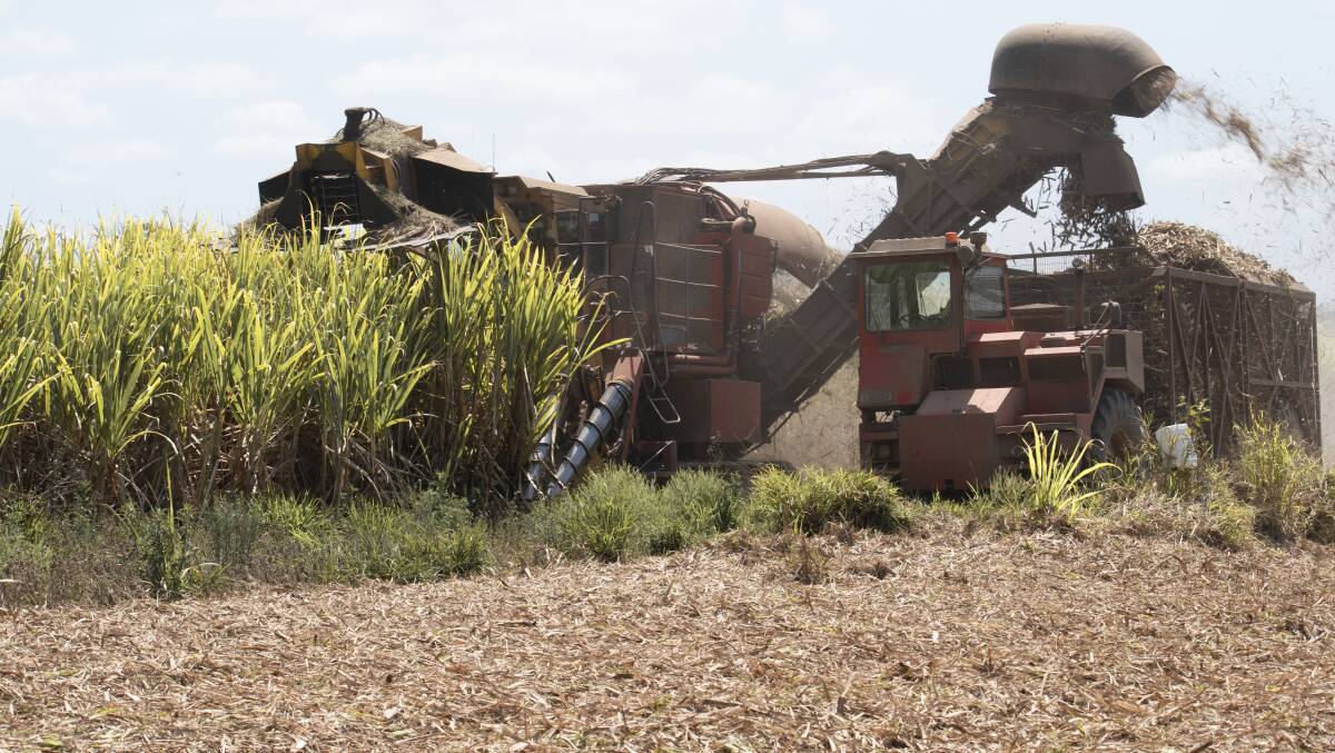 Ongoing drought has put a big dent in Queensland's 2019 cane harvest.