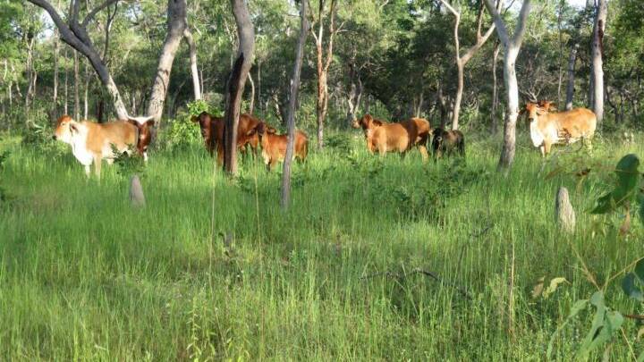 About 700 cattle were included in the sale of Crystal Vale.