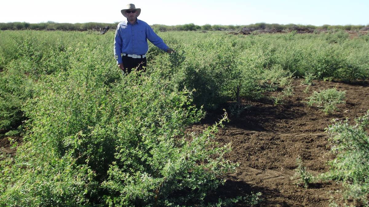 This prickly acacia outbreak is likely to start setting seed in about 12 months. The weed has grown from seed spread by the north west Queensland floods in February.