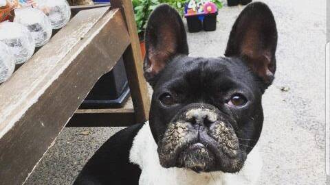 RURAL CRIME: Jersey, the French Bulldog that is at the centre of a $10,000 extortion attempt in Roma.