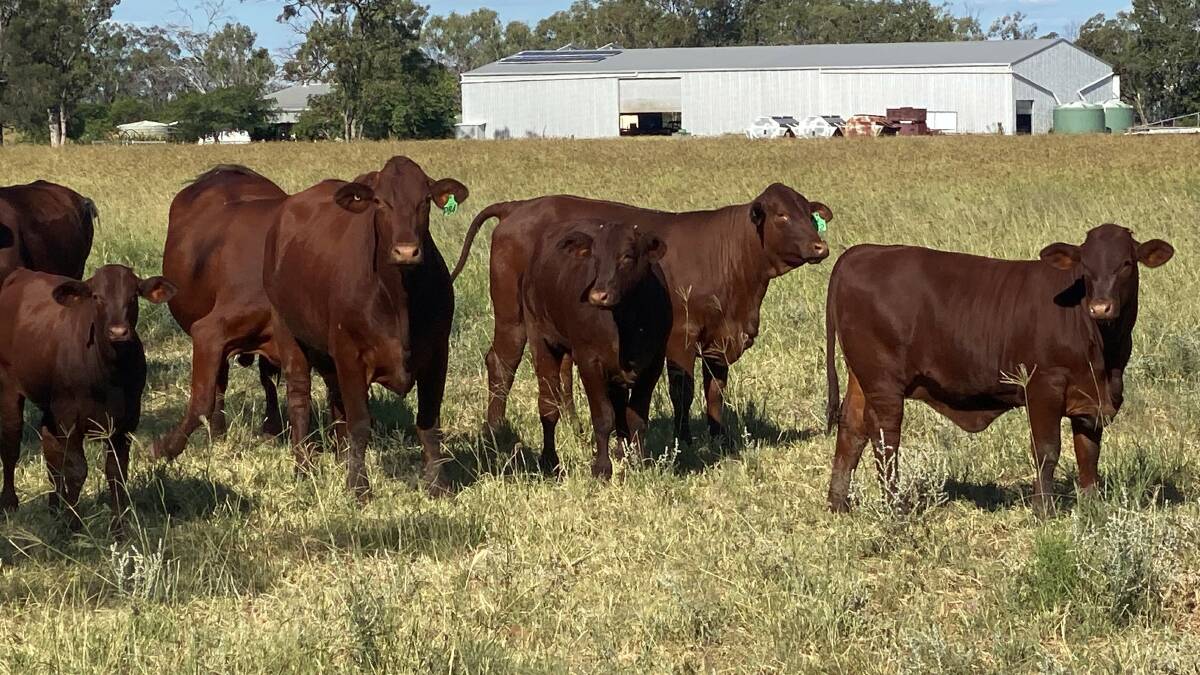 JLL AGRIBUSINESS: Western Downs cattle breeding and fattening property Doogalook is headed to auction on May 12.