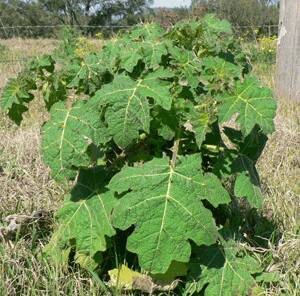 Tropical soda apple is a noxious weed that originates from South America. Photo - Kempsey Shire Council