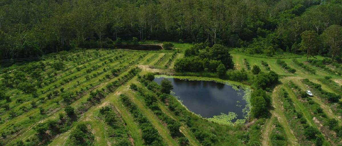 CBRE: A large scale avocado orchard, held under single family ownership for 49 years in the Noosa Hinterland, is on the market.
