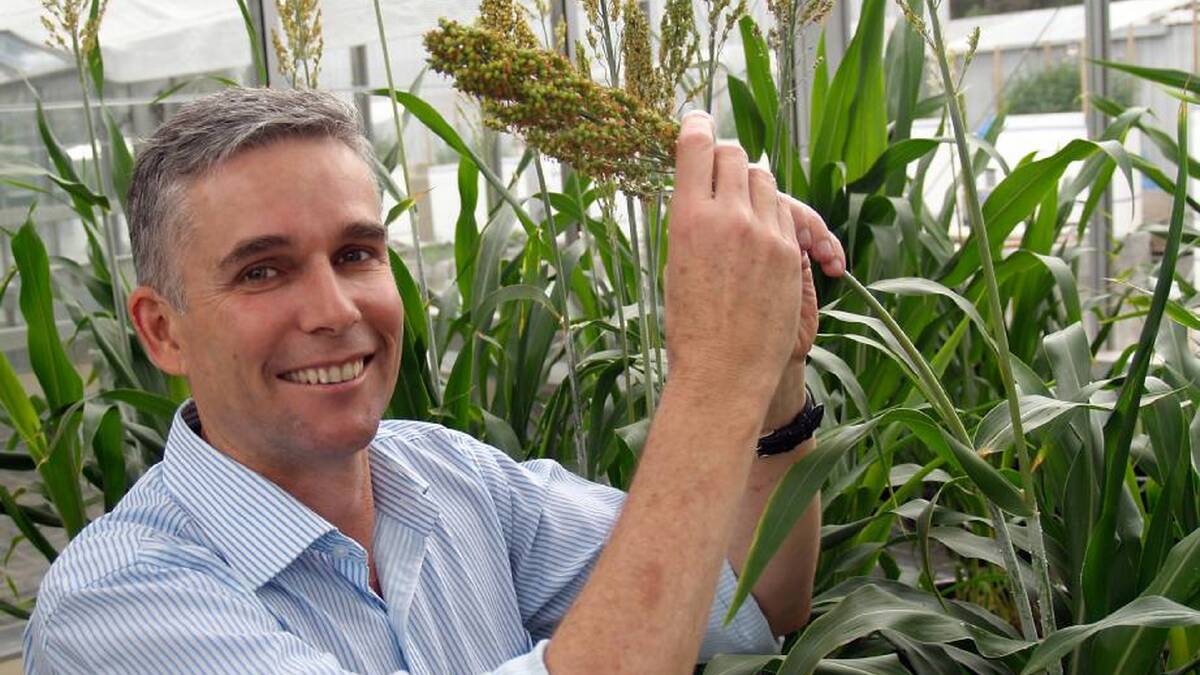 FEEDING THE WORLD: Professor Ian Godwin from the Queensland Alliance for Agriculture and Food Innovation has revealed a sorghym with 15-16 per cent protein.