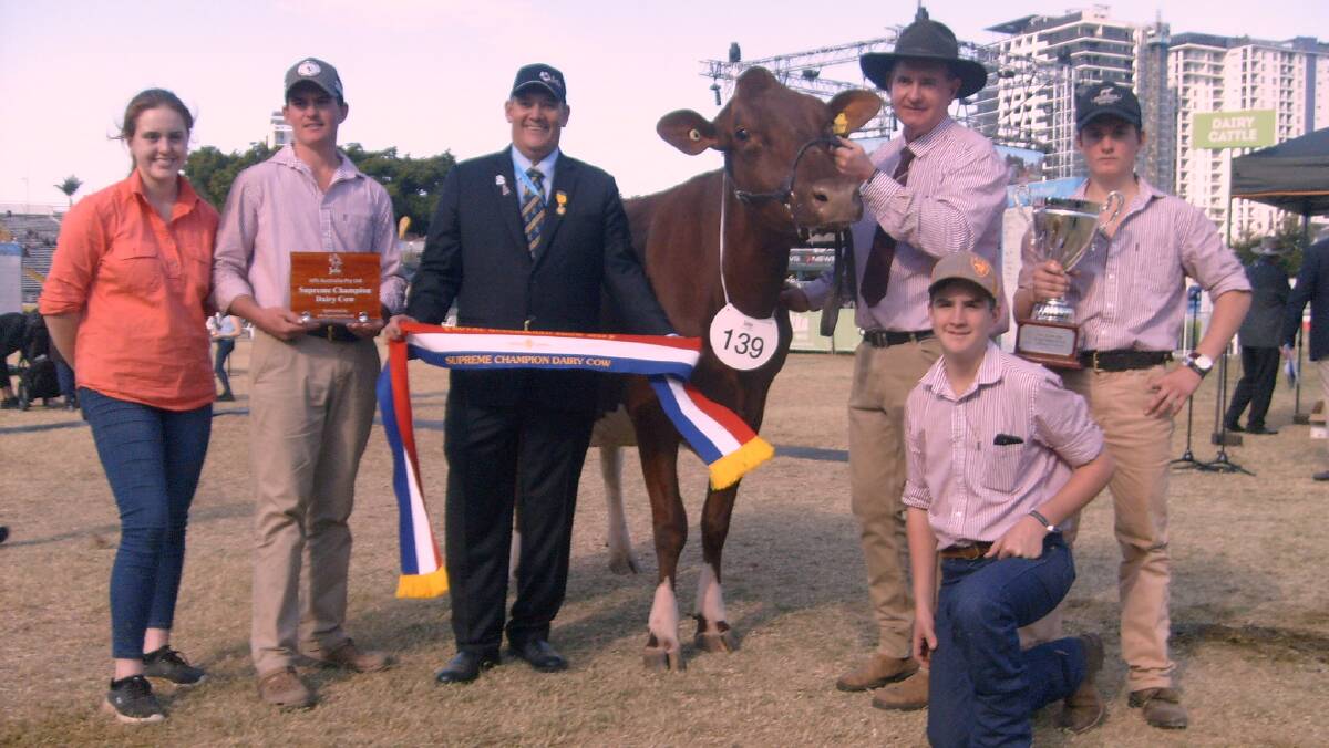 ILLAWARRA WINNER: Supreme champion cow of the 2019 Royal Queensland Show, Eachan Vale Precious, held by owner Greg English with Alison Teese, Patrick English, sponsor Wayne Bradshaw, Jefo, Angus Berwick and Jerry English. 