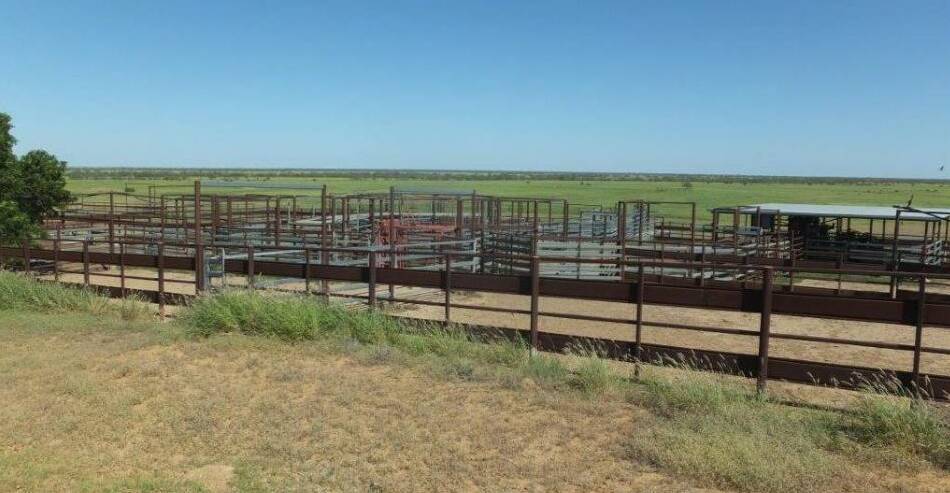 The main steel cattle yards near the house have a working capacity of about 2000 head. 