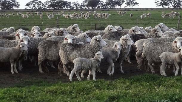 PRICE RISE: The wool market made positive gains to close 10c/kg higher on the back of a small offering. 