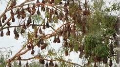 OUT OF CONTROL: Environment Minister Steven Miles has been challenged to take action to resolve the flying fox problem in the botanical gardens in Ingham. 