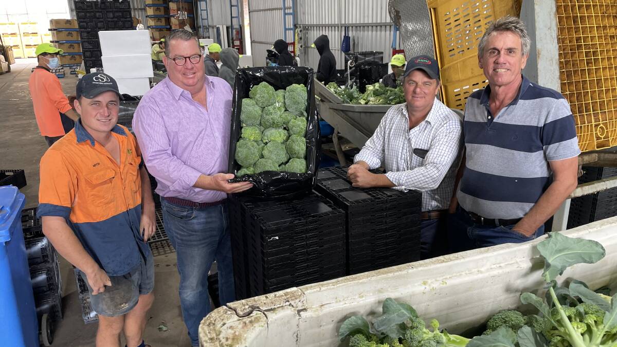 Broccoli being processed in the Qualipac packing shed at Gatton.