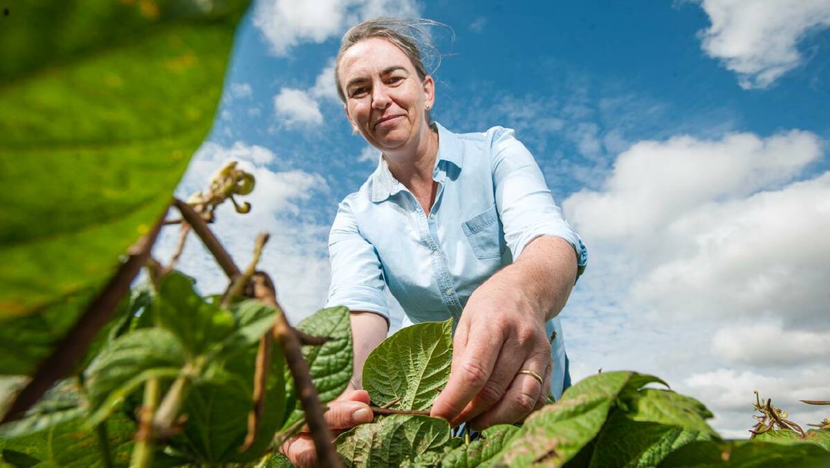 USQ nematologist Kirsty Owen says growers should conduct soil testing to identify nematode species so they could select the right crop to reduce the potential impact on yields.