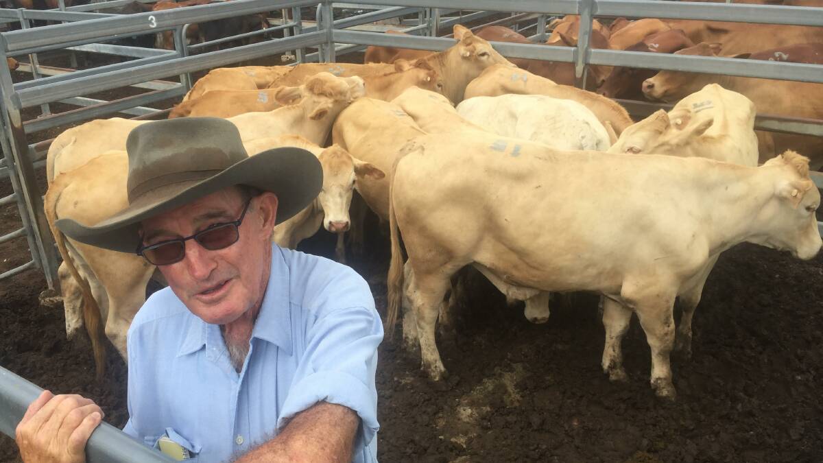 RAIN BOOST: Len Davis, Fawnhome, Linville, with his Charolais/Droughtmaster-cross steers, which sold for $1430 at Shepherdson and Boyd's Toogoolawah store cattle sale on Friday.