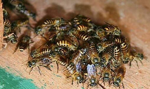 VARROA MITE FIGHT: Asian honey bees are still being found in the Townsville area. 