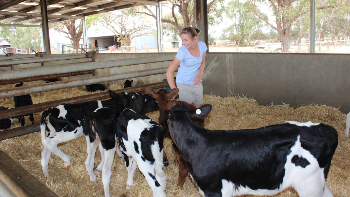 Calf rearer Natalie Merritt with some of her charges in Elgin Dairies calf shed.
