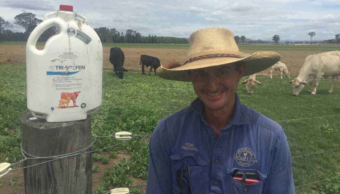 BETTER BEEF: The popular pain relief product Tri-Solfen has become a regular part of animal husbandry for Gleneagle beef producer Andy Shay. 