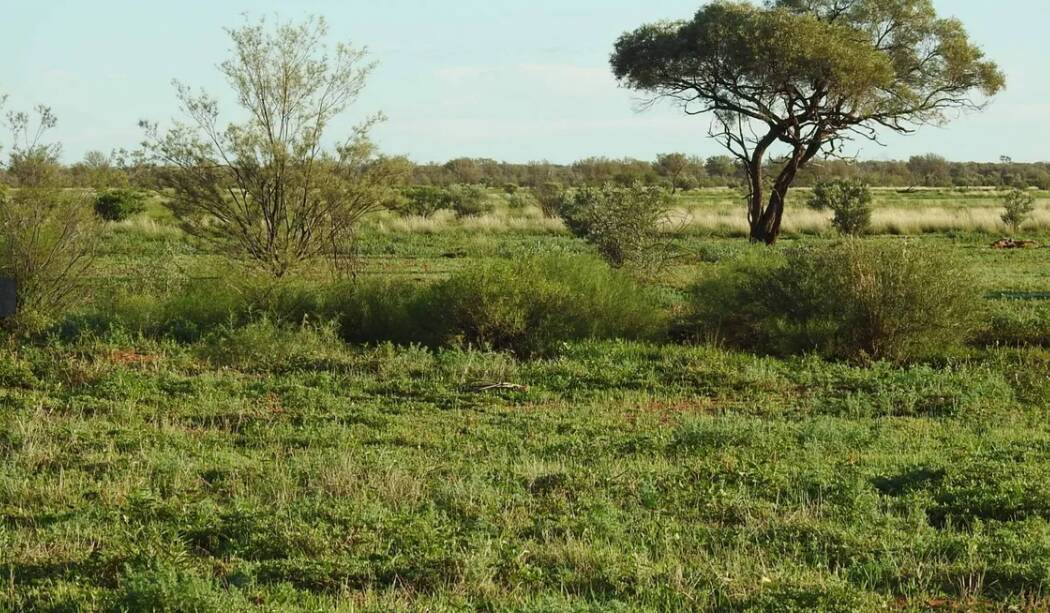 Jundah property Hayfield will be auctioned by Brodie Agencies in Longreach on June 29.