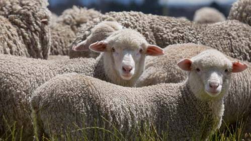 POSITIVE OUTLOOK: A softer Australian dollar cushioned falls in the wool market during the past week.