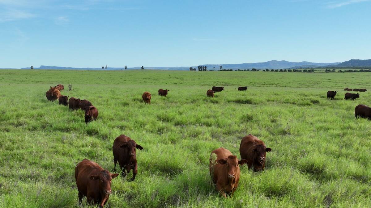 Wyseby is recognised as some of Australia's best buffel grass and forest country. Picture - supplied