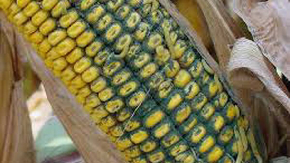 Mycotoxins can be produced before, during and/or after harvest.