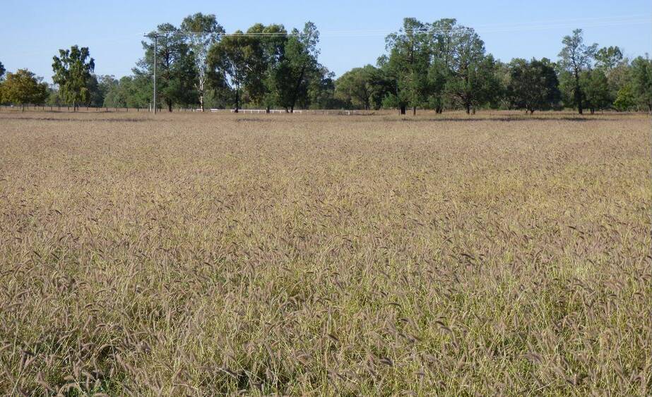 ELDERS: The Mobbs family's noted 29,204 hectare Charleville property Gowrie Station is being offered with prolific buffel grass.