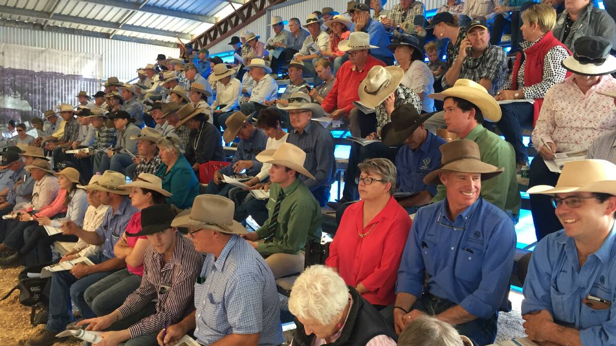BULL BUYERS: Part of the big crowd at the annual Palgrove bull sale at Strathgarve, Dalveen. 