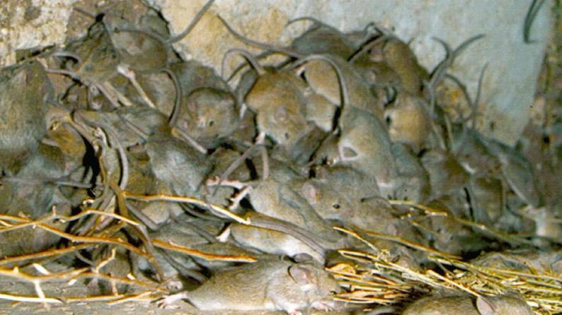 FEED RISK: Cooler weather and mice have created a double-barreled challenge in dealing with mycotoxins. 