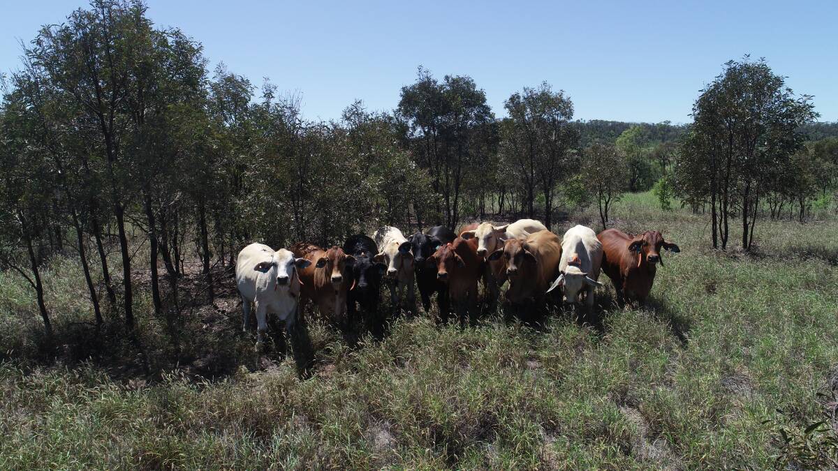 Virtual fencing system is proving a very effective method of controlling the movement of cattle on mined land being rehabilitated in Central Queensland