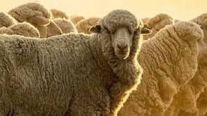 AWI AGM: Queensland wool growers are being urged to vote at the AWI annual general meeting.