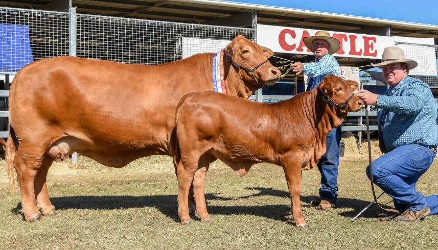 MISS WORLD: Farogan Valley Aura, pictured with her heifer calf Arial, has been named the best Droughtmaster/Beefmaster female in the world. 