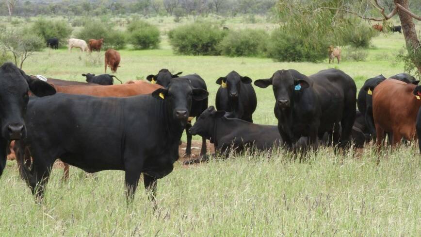 About 6000 predominantly Droughtmaster and Angus cattle are being offered with Aileron Station. Picture supplied