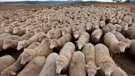 Dry weather, ewe retention creates market uncertainty | Video