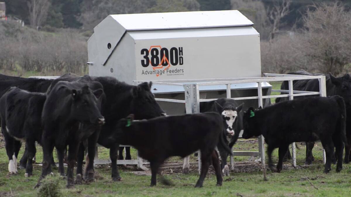 Creep feeding calves to increase their weights can be a profitable strategy. 
