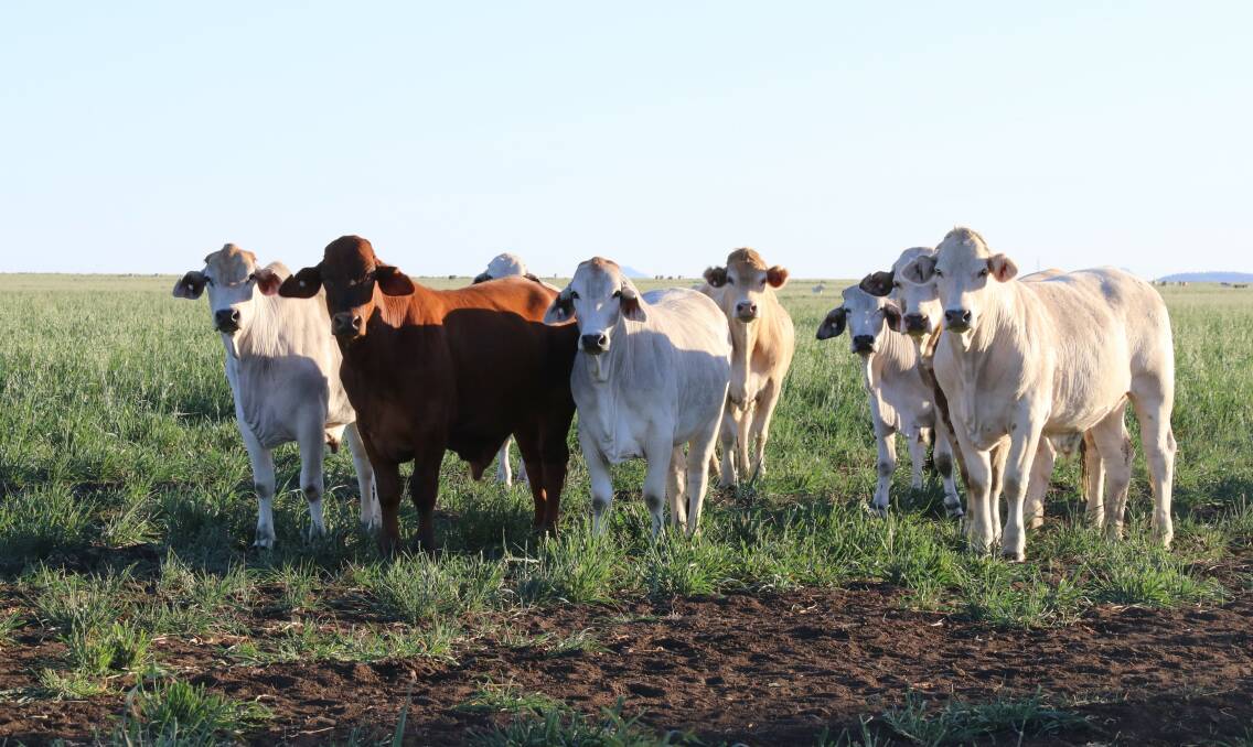 Tayglen steers prior to the Central Queensland Carcase Classic.