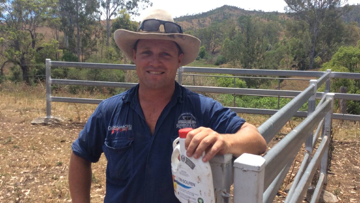 BETTER BEEF: Shamrock Vale Station leading hand Nathan Goulding says providing pain relief to animals during routine animal husbandry practices is critical. 