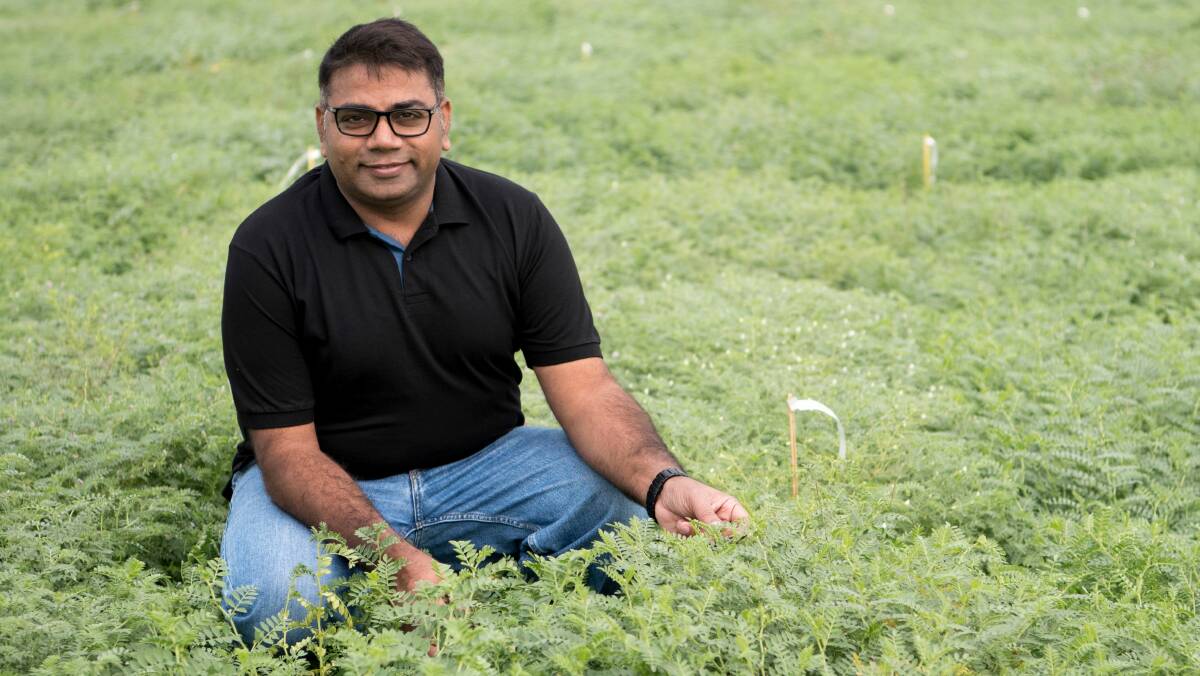 Professor Rajeev Varshney has led a world first study sequencing over 3000 chickpea genomes and mapping their variations.