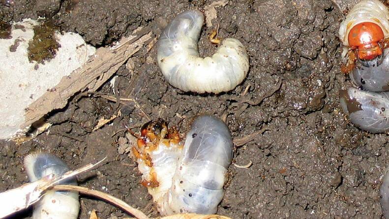 A new tool has been released to help farmers manage one of the cane industry's worst pests, greyback canegrub.