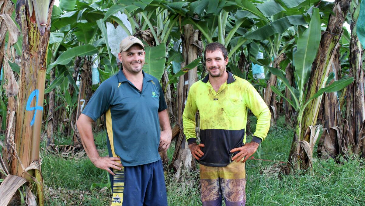 BETTER BANANAS: Mena Creek growers Ben and Matt Abbott backing the development of banana varieties with improved pest, disease and consumer-preference traits.
