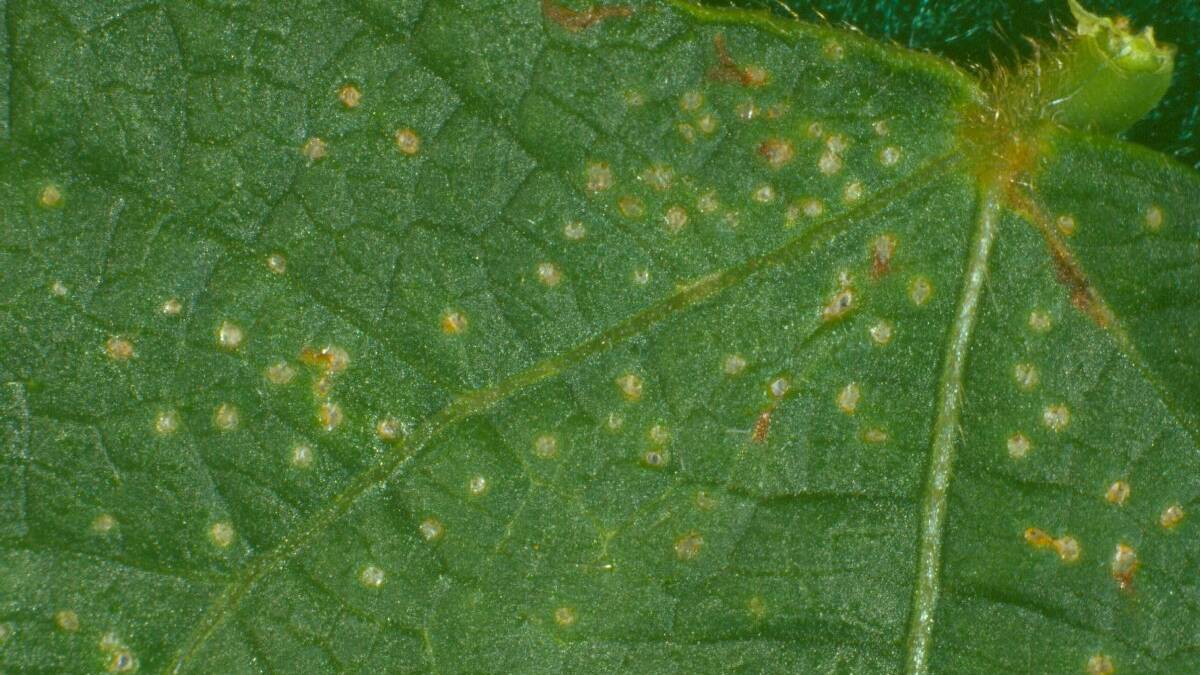 Leaf stings caused by bean fly.