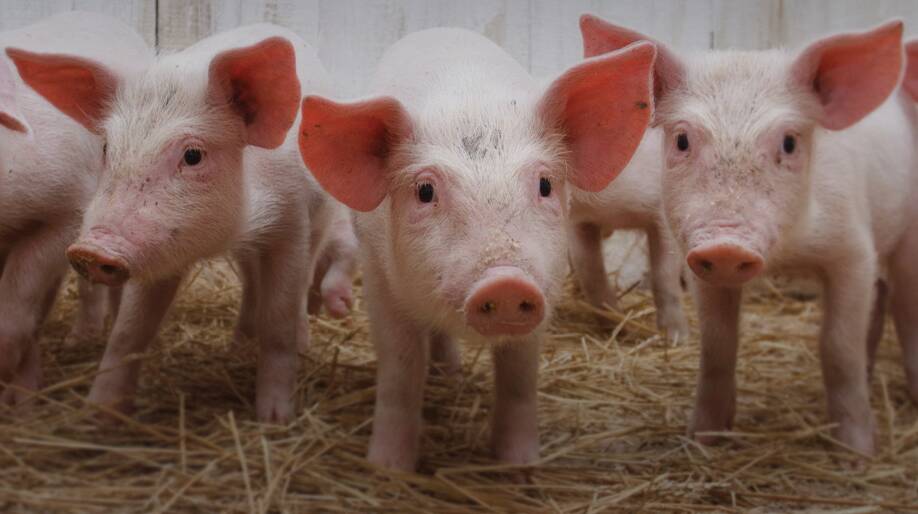 PIGPASS: Australia's $1.3 billion pig industry has introduced livestock traceability under the National Livestock Identification System.
