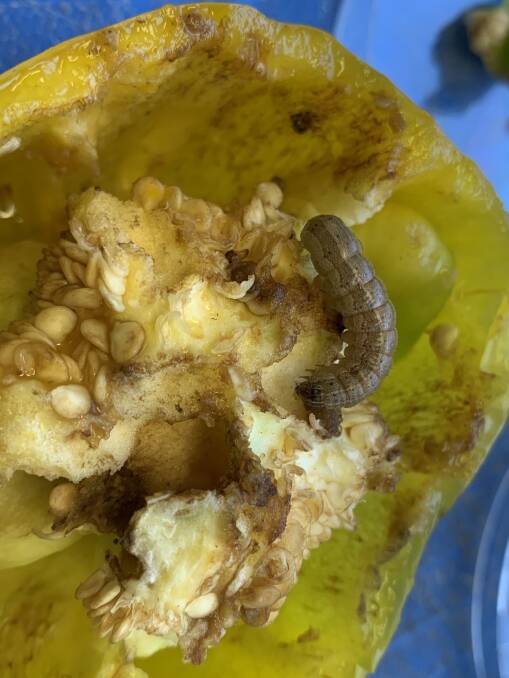 PLANT PEST: Efforts are being ramped up to combat fall armyworm.